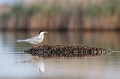  sterne pierregarin, sterna hirundo, laridae, oiseau, France 