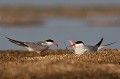 Nourrissage du premier jeune venant de naître avec des crevettes (début juillet) sterne pierregarin, sterna hirundo, laridae, oiseau, France 