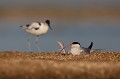 Avocette élégante en arrière plan sterne pierregarin, sterna hirundo, laridae, oiseau, France 