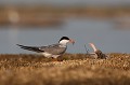  sterne pierregarin, sterna hirundo, laridae, oiseau, France 