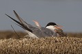  sterne pierregarin, sterna hirundo, laridae, oiseau, France 