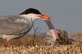  sterne pierregarin, sterna hirundo, laridae, oiseau, France 