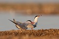 Parade nuptiale. sterne pierregarin, sterna hirundo, laridae, oiseau, France 