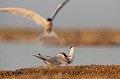 Parade nuptiale sterne pierregarin, sterna hirundo, laridae, oiseau, France 