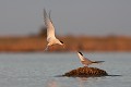  sterne pierregarin, sterna hirundo, laridae, oiseau, France 