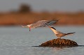  sterne pierregarin, sterna hirundo, laridae, oiseau, France 