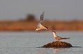  sterne pierregarin, sterna hirundo, laridae, oiseau, France 