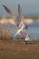  sterne pierregarin, sterna hirundo, laridae, oiseau, France 