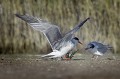  sterne pierregarin, sterna hirundo, laridae, oiseau, France 