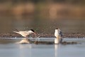  sterne pierregarin, sterna hirundo, laridae, oiseau, France 