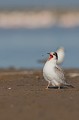  sterne pierregarin, sterna hirundo, laridae, oiseau, France 