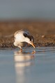  sterne pierregarin, sterna hirundo, laridae, oiseau, France 