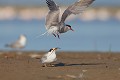  sterne pierregarin, sterna hirundo, laridae, oiseau, France 