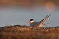  sterne pierregarin, sterna hirundo, laridae, oiseau, France 