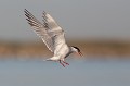  sterne pierregarin, sterna hirundo, laridae, oiseau, France 