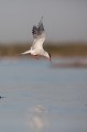  sterne pierregarin, sterna hirundo, laridae, oiseau, France 