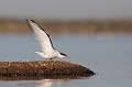 sterne pierregarin, sterna hirundo, laridae, oiseau, France 
