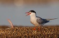  sterne pierregarin, sterna hirundo, laridae, oiseau, France 