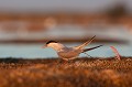  sterne pierregarin, sterna hirundo, laridae, oiseau, France 
