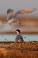  sterne pierregarin, sterna hirundo, laridae, oiseau, France 