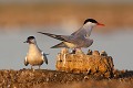  sterne pierregarin, sterna hirundo, laridae, oiseau, France 