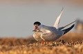 Pêche à la crevette sterne pierregarin, sterna hirundo, laridae, oiseau, France 