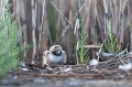  sterne pierregarin, sterna hirundo, laridae, oiseau, France 