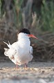  sterne pierregarin, sterna hirundo, laridae, oiseau, France 