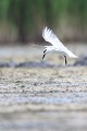  sterne hansel, Gelochelidon nilotica, laridae, oiseau, Camargue, France 