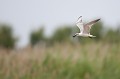  sterne hansel, Gelochelidon nilotica, laridae, oiseau, Camargue, France 