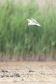  sterne hansel, Gelochelidon nilotica, laridae, oiseau, Camargue, France 