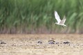  sterne hansel, Gelochelidon nilotica, laridae, oiseau, Camargue, France 