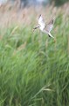  sterne hansel, Gelochelidon nilotica, laridae, oiseau, Camargue, France 