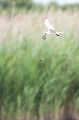  sterne hansel, Gelochelidon nilotica, laridae, oiseau, Camargue, France 