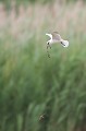  sterne hansel, Gelochelidon nilotica, laridae, oiseau, Camargue, France 