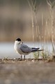  sterne hansel, Gelochelidon nilotica, laridae, oiseau, Camargue, France 