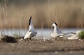  sterne hansel, Gelochelidon nilotica, laridae, oiseau, Camargue, France 