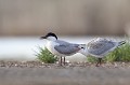  sterne hansel, Gelochelidon nilotica, laridae, oiseau, Camargue, France 