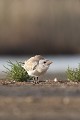  sterne hansel, Gelochelidon nilotica, laridae, oiseau, Camargue, France 