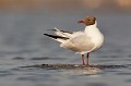  oiseau-mouette rieuse-chroicocephalus ridibundus-hérault-étang-France-Camargue 