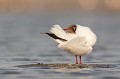  oiseau-mouette rieuse-chroicocephalus ridibundus-hérault-étang-France-Camargue 