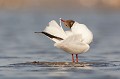  oiseau-mouette rieuse-chroicocephalus ridibundus-hérault-étang-France-Camargue 