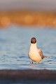  oiseau-mouette rieuse-chroicocephalus ridibundus-hérault-étang-France-Camargue 