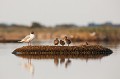  oiseau-mouette rieuse-chroicocephalus ridibundus-hérault-étang-France-Camargue 