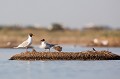  oiseau-mouette rieuse-chroicocephalus ridibundus-hérault-étang-France-Camargue 