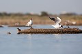  oiseau-mouette rieuse-chroicocephalus ridibundus-hérault-étang-France-Camargue 