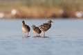 Jeunes de quelques jours. oiseau-mouette rieuse-chroicocephalus ridibundus-hérault-étang-France-Camargue 