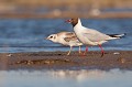 adulte avec son jeune oiseau-mouette rieuse-chroicocephalus ridibundus-hérault-étang-France-Camargue 