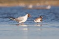 Adulte avec son jeune en demande de nourriture oiseau-mouette rieuse-chroicocephalus ridibundus-hérault-étang-France-Camargue 