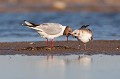 Nourrissage oiseau-mouette rieuse-chroicocephalus ridibundus-hérault-étang-France-Camargue 